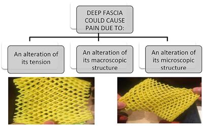 Editorial: Fascia as a multi-purpose structure of connective tissue - dysfunction, diagnostics and treatment